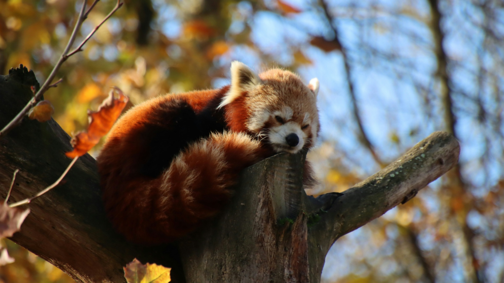 Red Panda