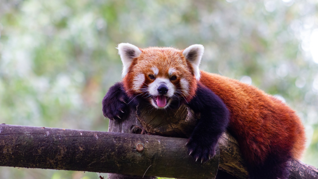 Red Panda