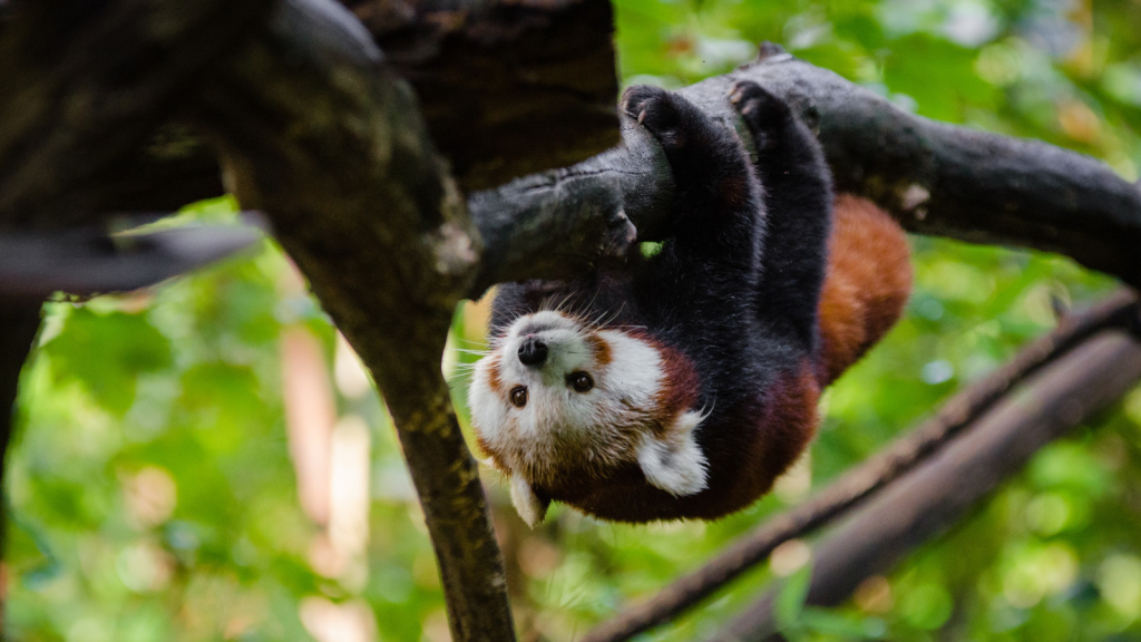 Red Panda