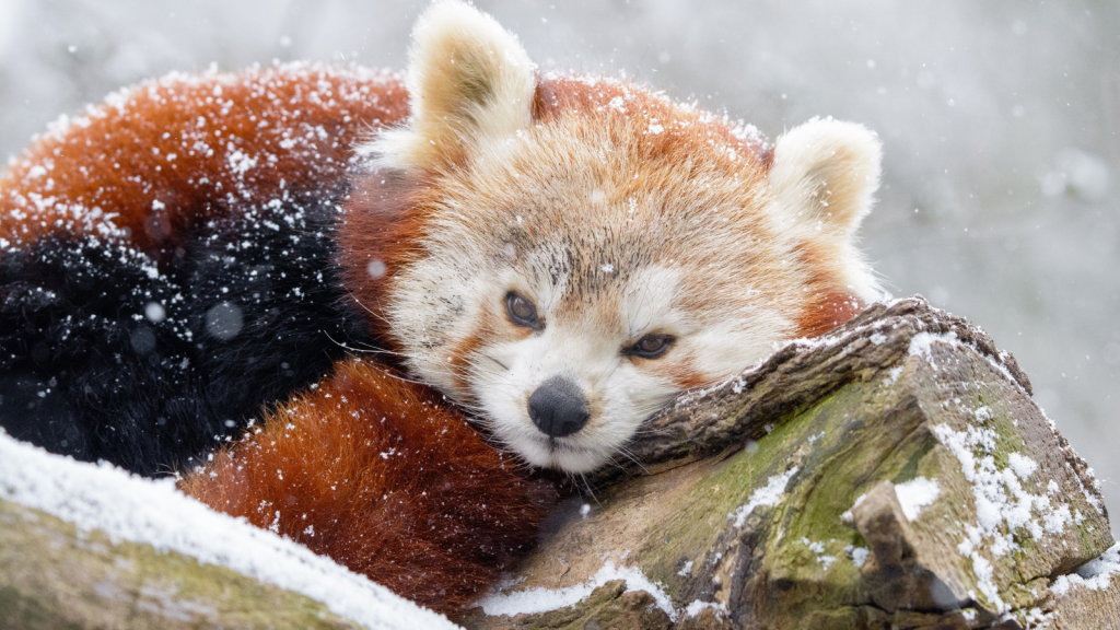 Red Panda