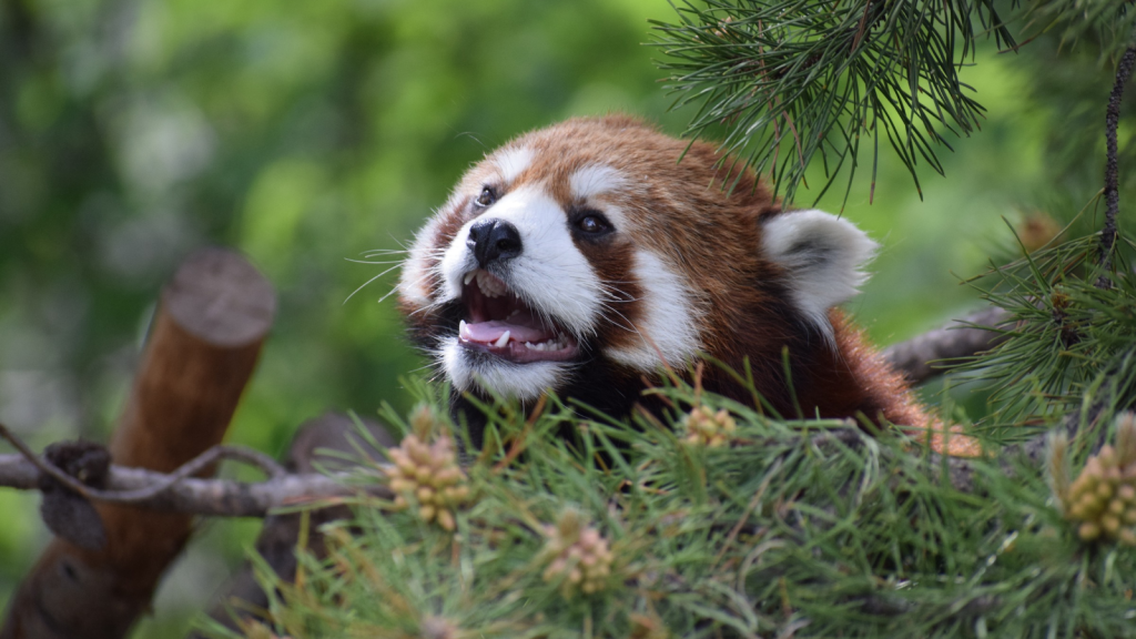 Red Panda