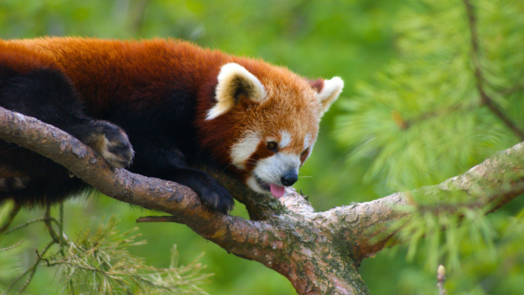 Red Panda