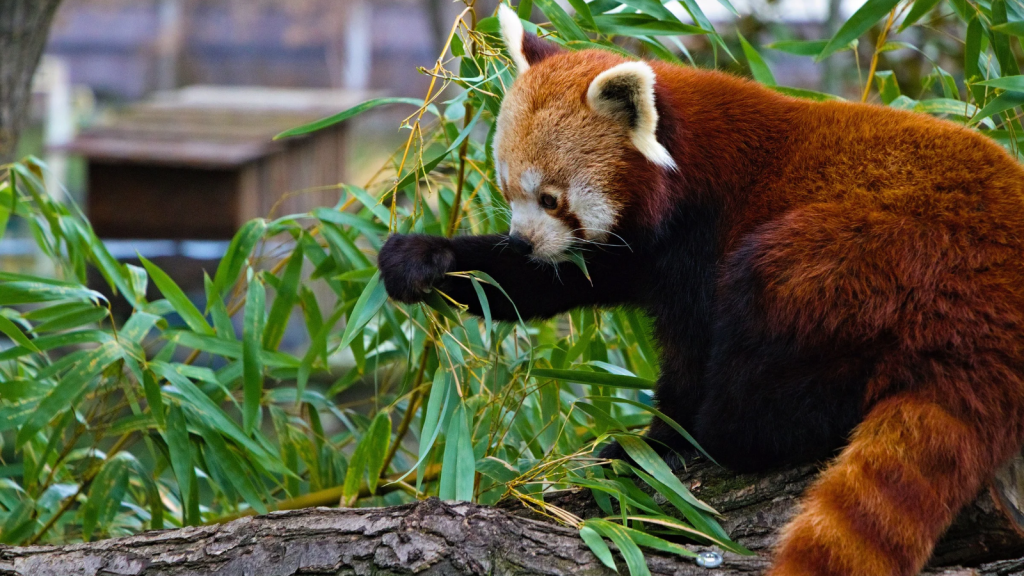 Red Panda