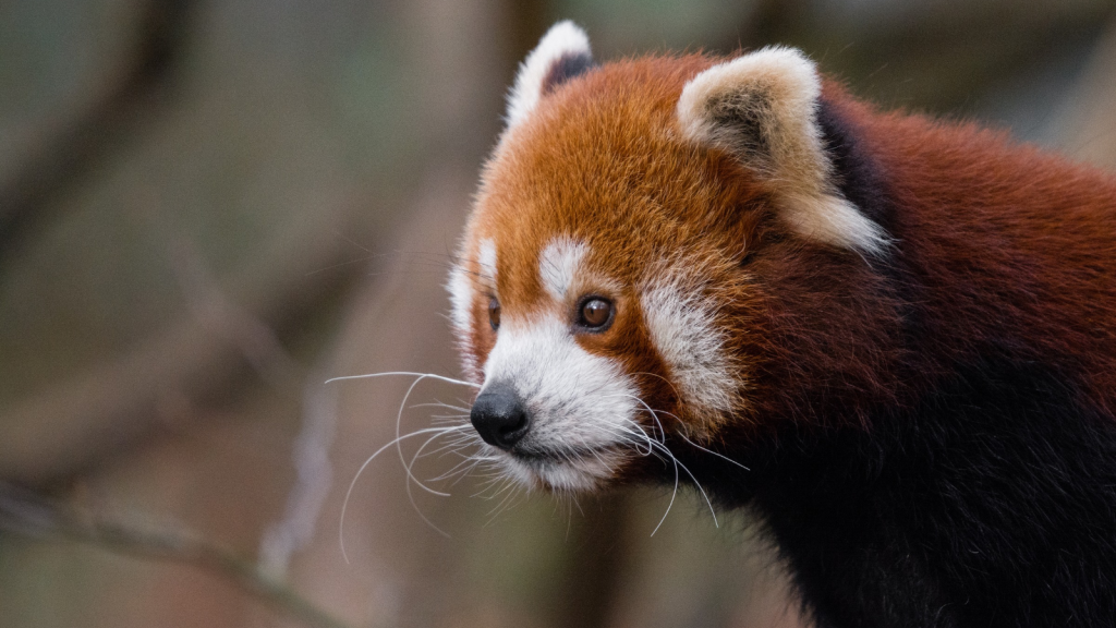 Red Panda