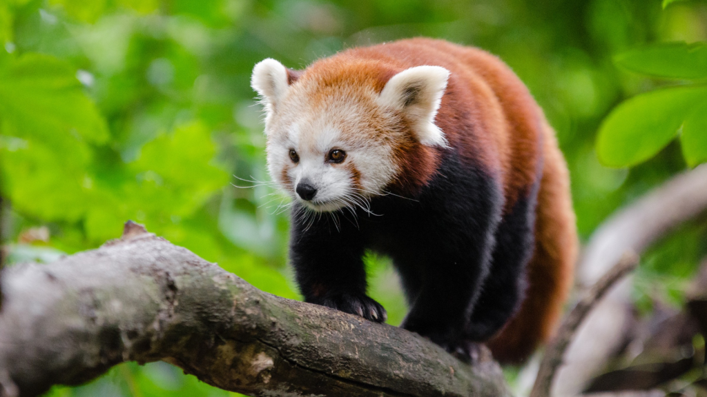 Red Panda