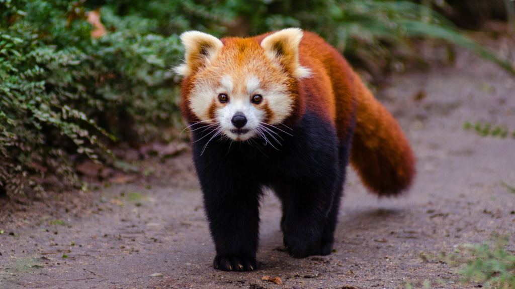 Red Panda