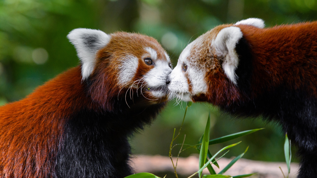 Red Panda