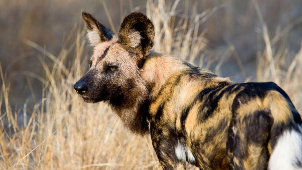 The Incredible World of African Painted Dogs