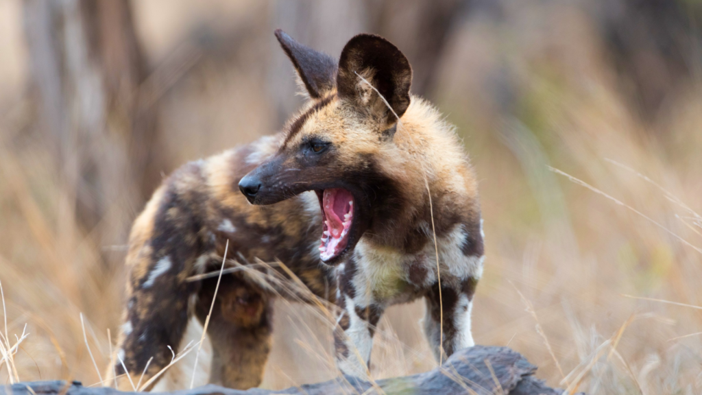 African Wild Dog 