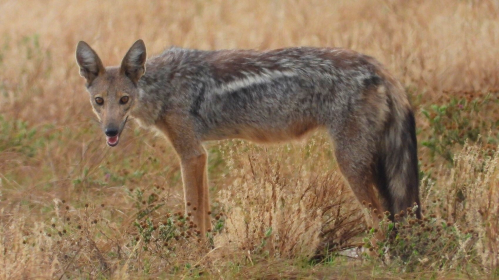 side-striped jackal