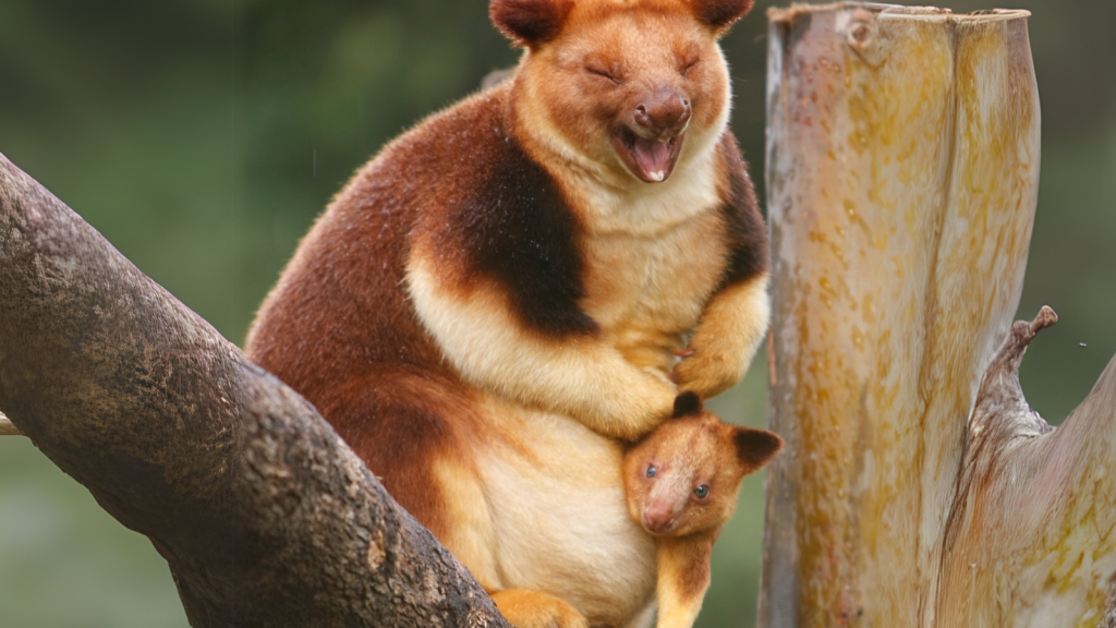 Tree Kangaroo