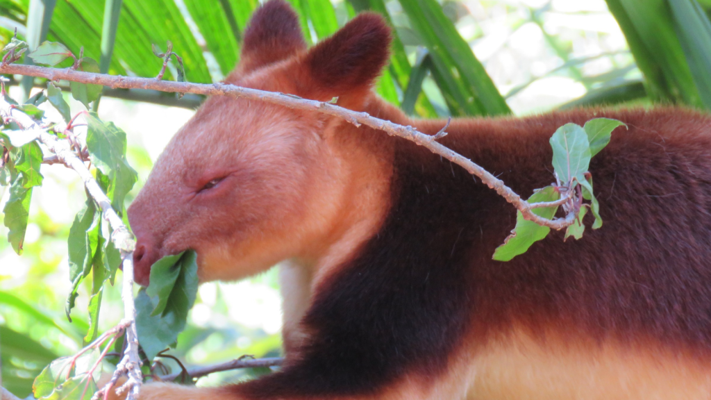 Tree Kangaroo