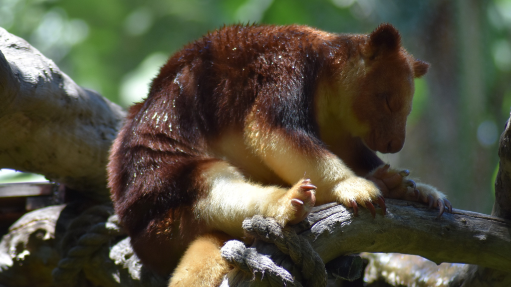 Tree Kangaroo