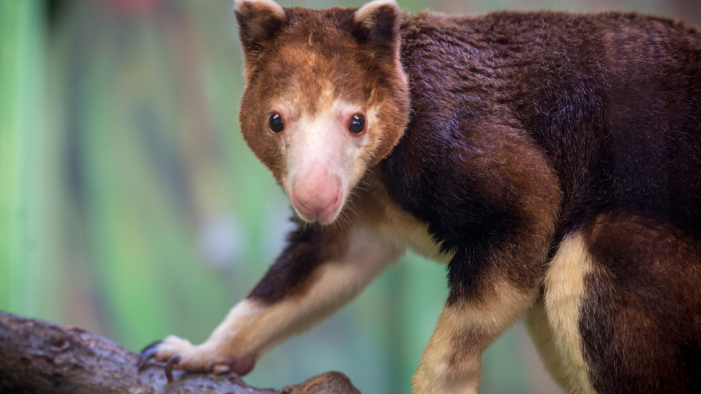 Tree Kangaroo