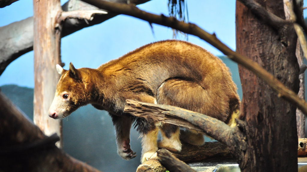 Tree Kangaroo