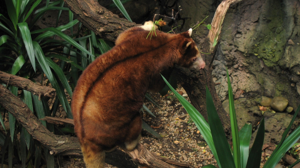 Tree Kangaroo