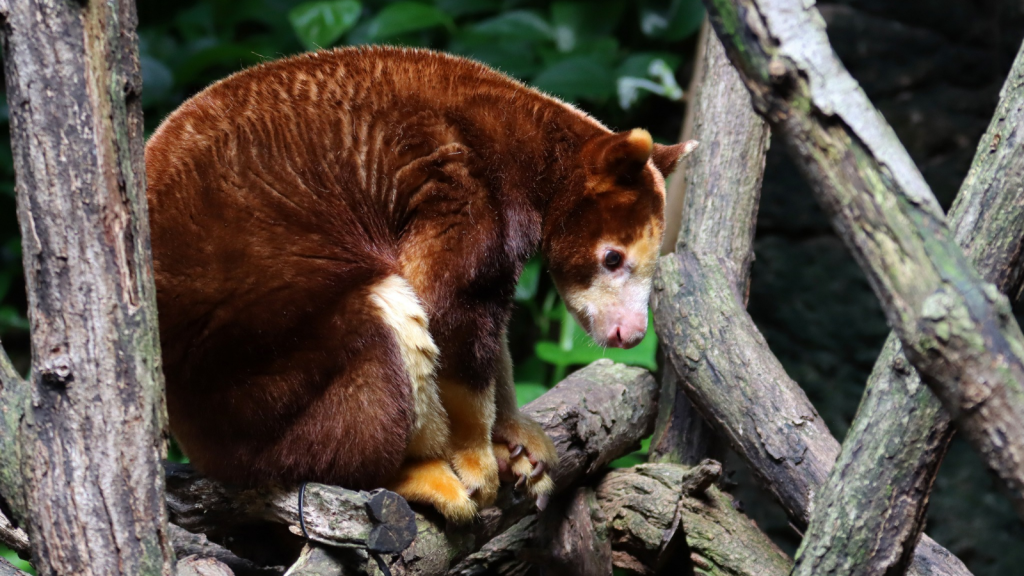 Tree Kangaroo 