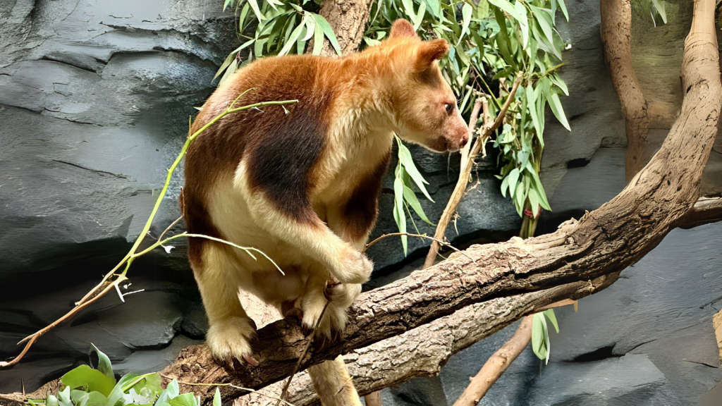 Tree Kangaroo