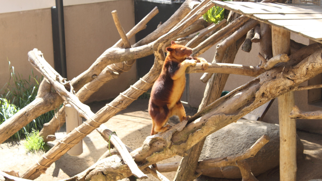 Tree Kangaroo