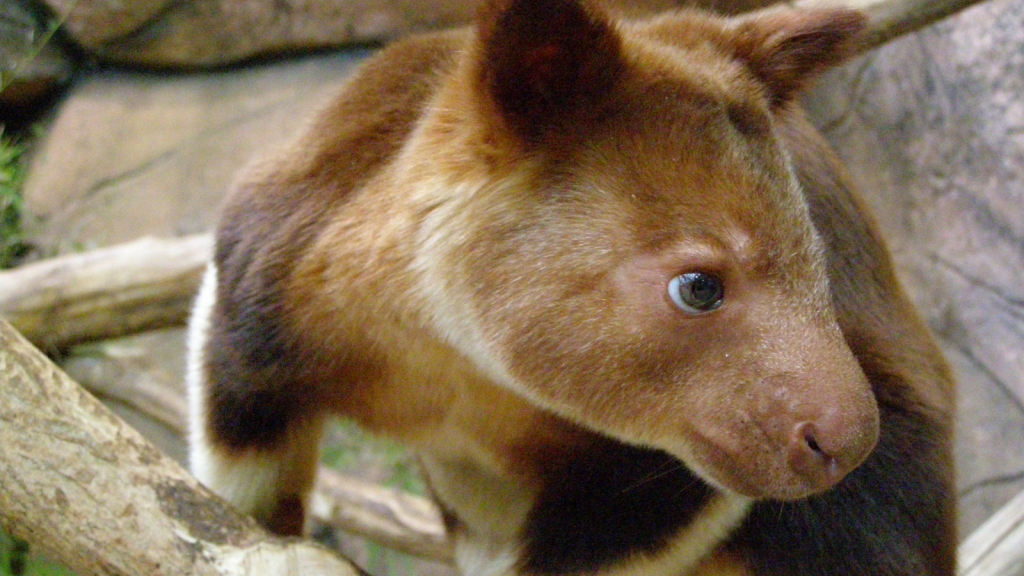 Tree Kangaroo