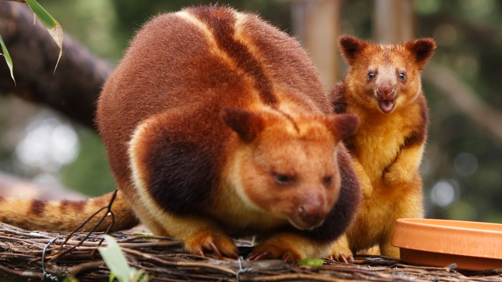 Nature's Acrobats: Discovering the Secrets of Tree Kangaroos