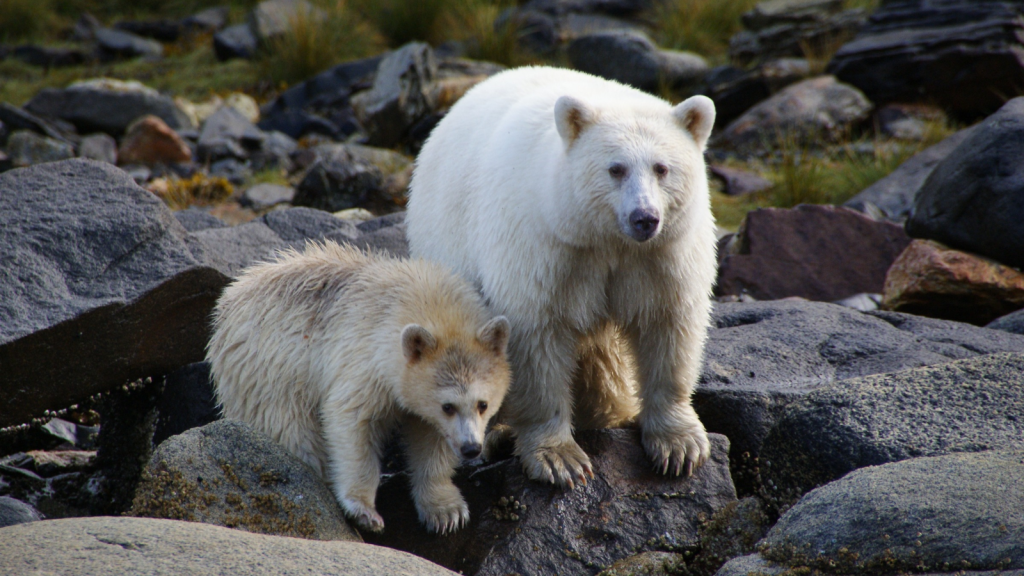 Kermode Bear