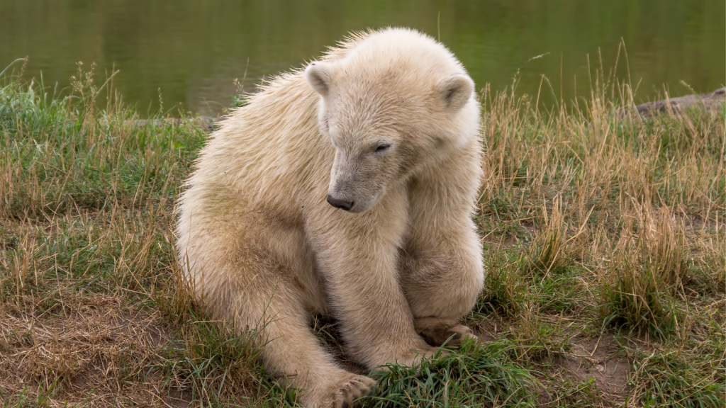 Kermode Bear