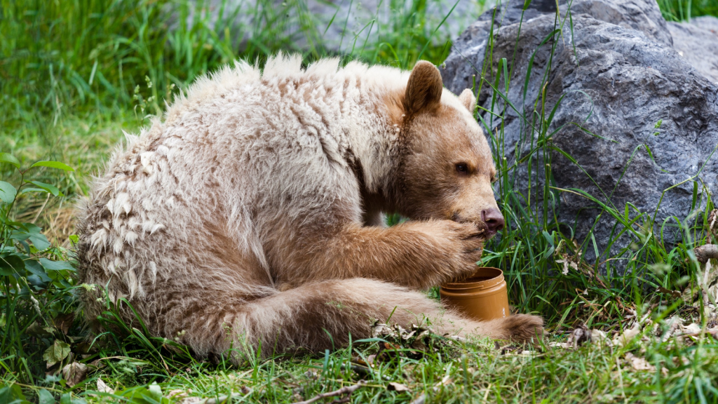 Kermode Bear