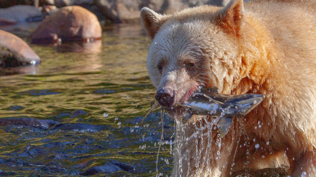 Kermode Bear