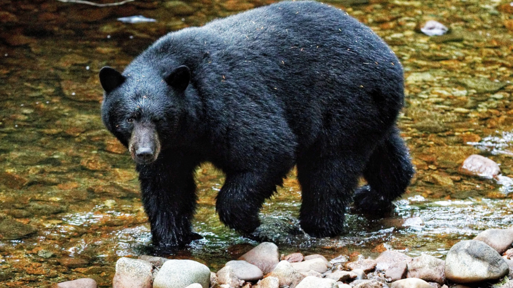 Kermode Bear