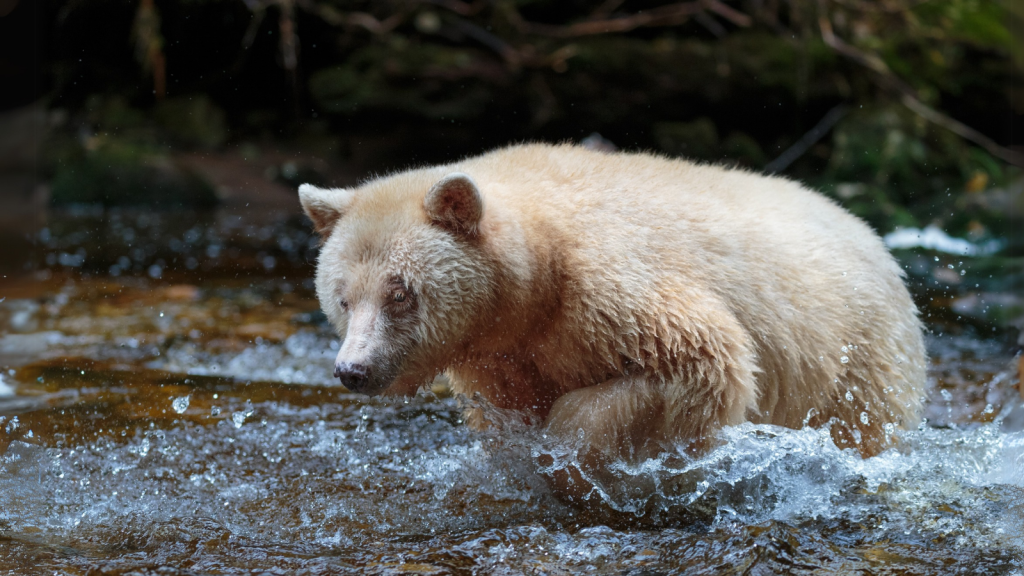 Kermode Bear