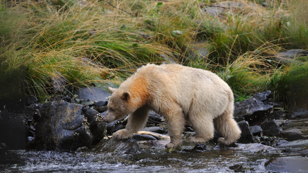 Kermode Bear