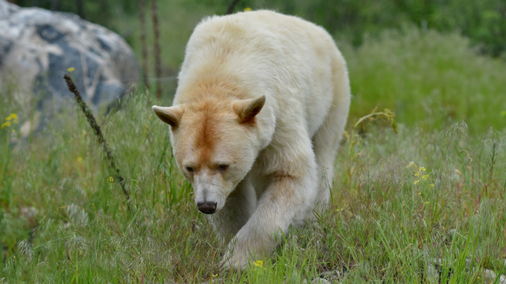 Kermode Bear