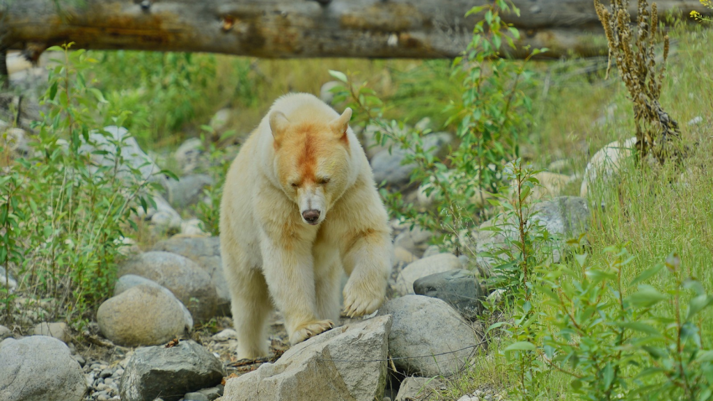 Kermode Bear