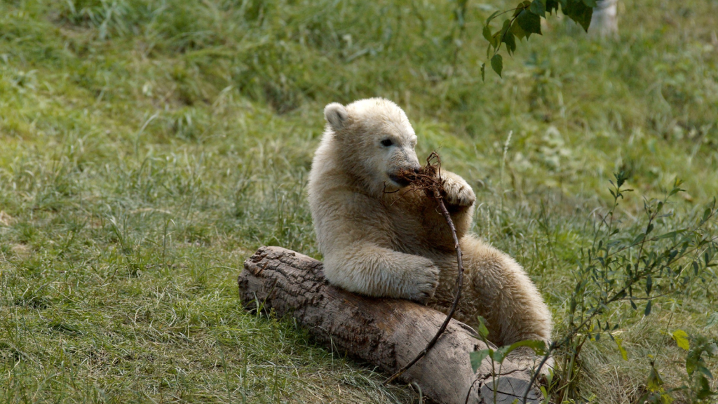 Kermode Bear