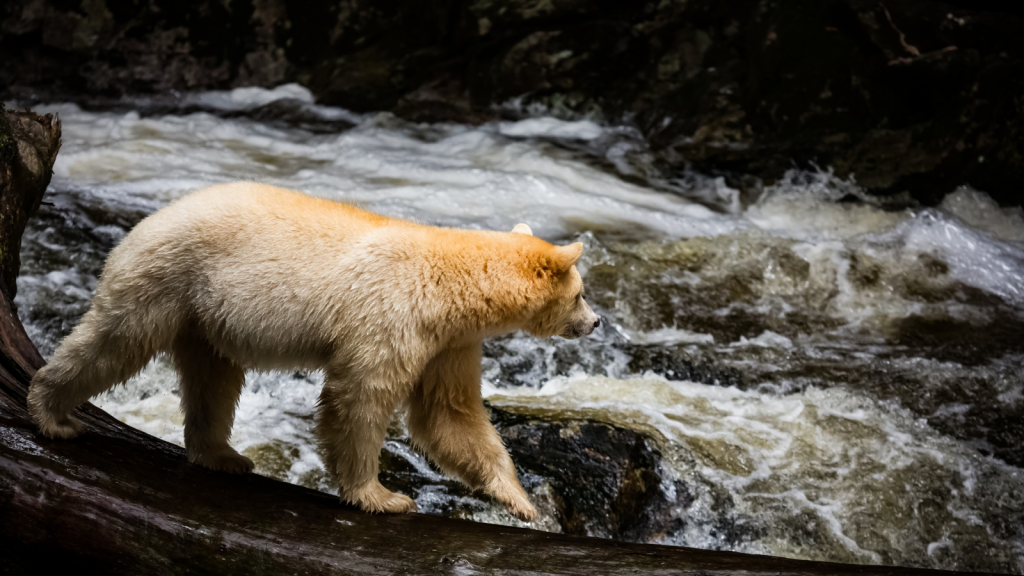 Kermode Bear