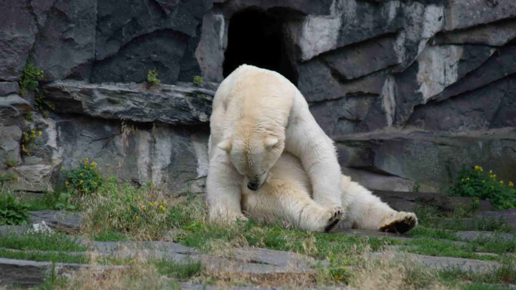 Kermode Bear