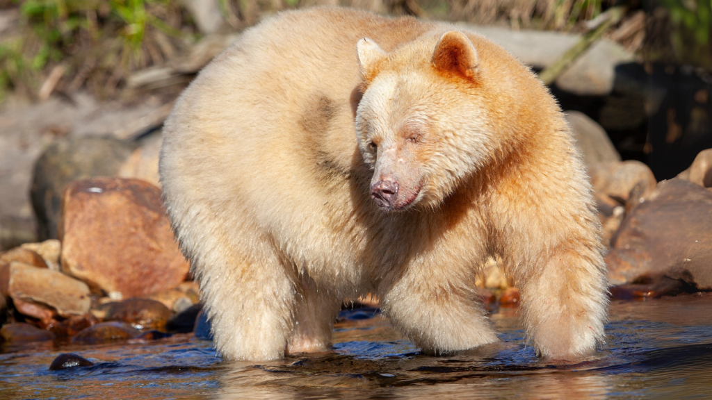 14 Little-Known Facts About the Kermode Bear, Canada's Spirit Bear