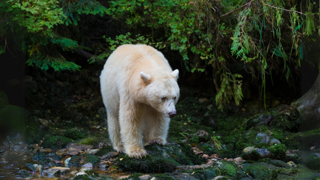 Kermode Bear