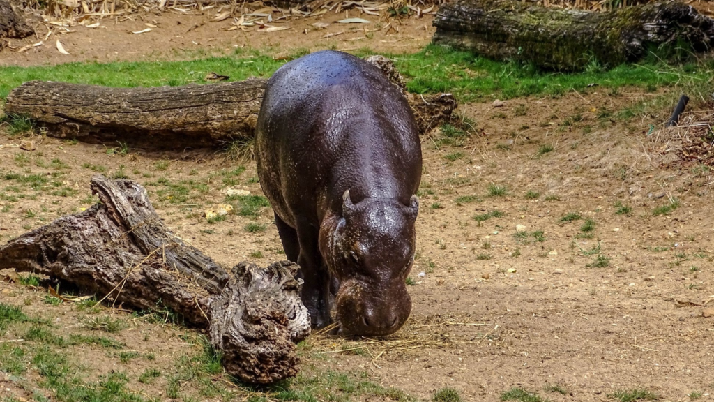 Pygmy Hippopotamus 