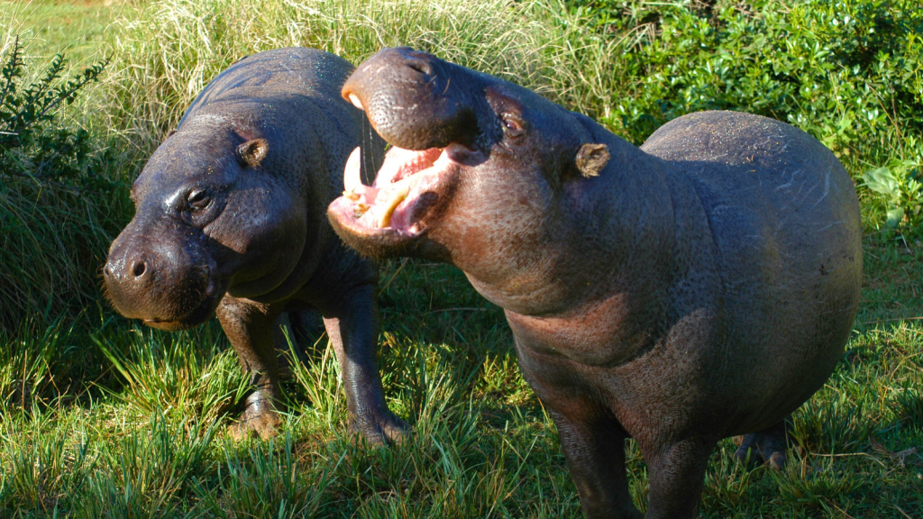 Pygmy Hippopotamus 