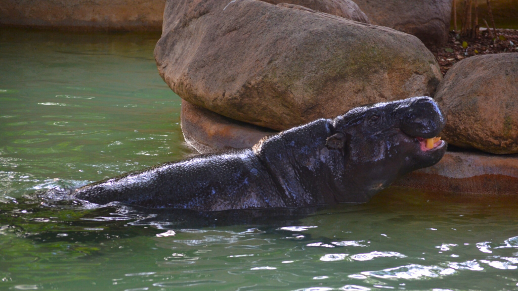 Pygmy Hippopotamus