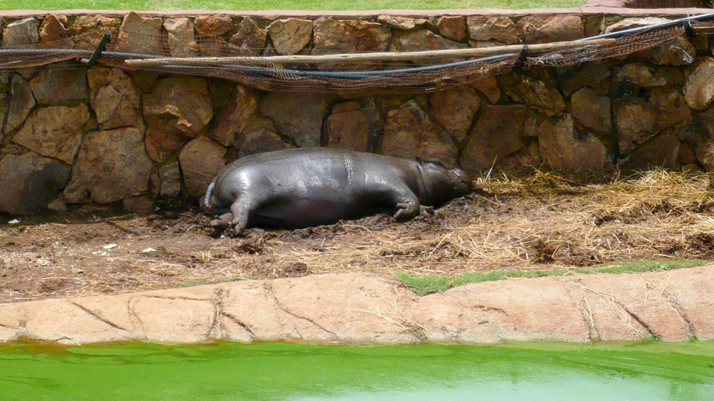 Pygmy Hippopotamus