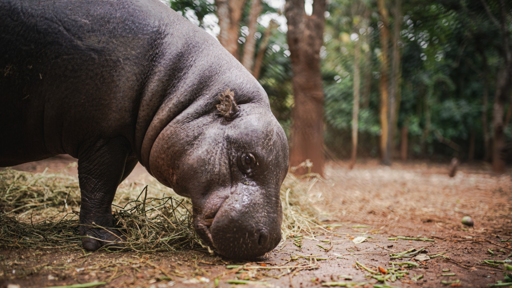 Pygmy Hippopotamus