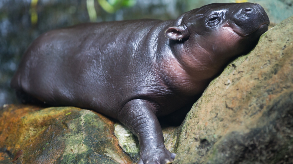 Pygmy Hippopotamus 