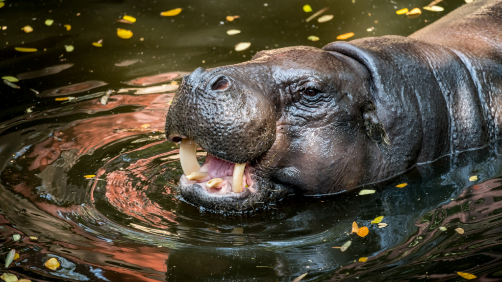 From Pink Sweat to Impressive Jumps Pygmy Hippo Facts That Will Amaze You