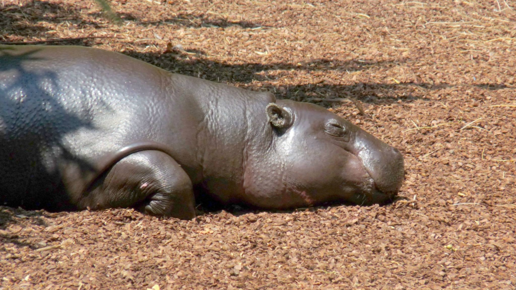 Pygmy Hippopotamus 