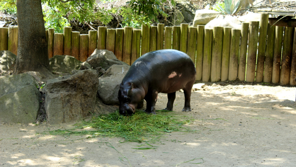 Pygmy Hippopotamus