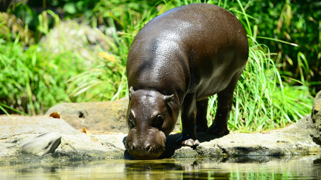 Pygmy Hippopotamus