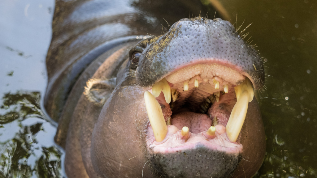 Pygmy Hippopotamus